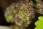 Hairy crabweed <BR>Clammyweed